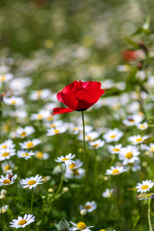 Beautiful red poppy flower close up surrounded by wild chamomile.の写真素材