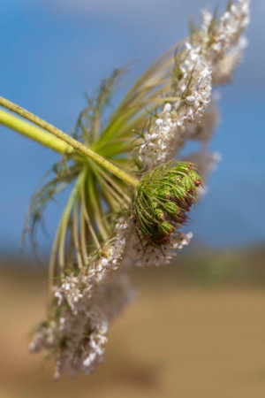 Blooming Queen Anne Lace wild carrot flower closeup