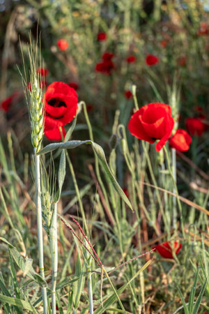Red blooming poppy flowers among ears of wheat closeupの写真素材