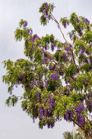 Flowering violet Wisteria Sinensis. Blue Chinese wisteria is a species of flowering plant in the pea...