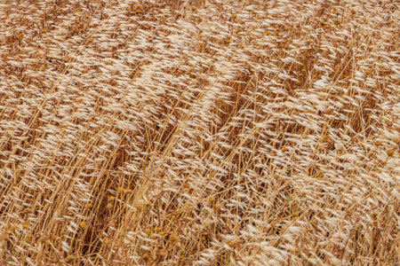 Abstract nature background of soft dry yellow plants in the wind