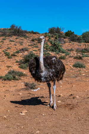 African common ostrich wild bird close-up. South Africaの写真素材