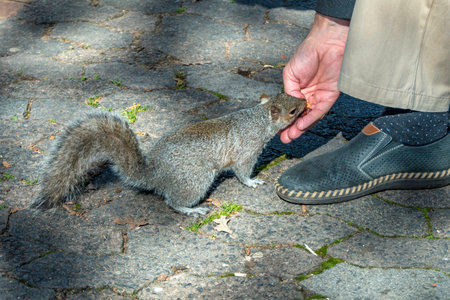 A cute gray squirrel close up eating a nut from a human hand. Selective focusの写真素材
