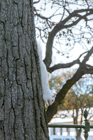 A cute white squirrel close up eating a nut. Selective focusの写真素材