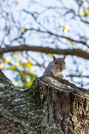 A cute white squirrel close up eating a nut. Selective focus