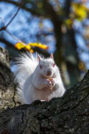 A cute white squirrel close up eating a nut. Selective focusの写真素材