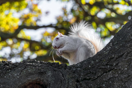 A cute white squirrel close up eating a nut. Selective focusの写真素材