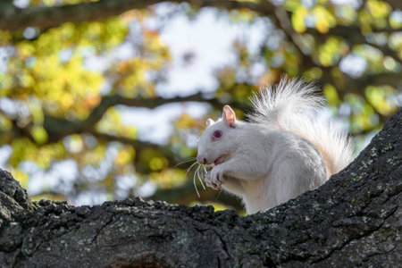 A cute white squirrel close up eating a nut. Selective focusの写真素材