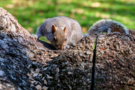 A cute white squirrel close up eating a nut. Selective focusの写真素材