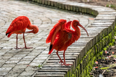 Scarlet Ibis bird Eudocimus tropical wader bird close up. South Africa