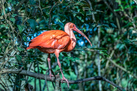 Scarlet Ibis bird Eudocimus tropical wader bird close up. South Africaの写真素材