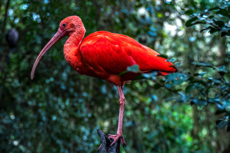 Scarlet Ibis bird Eudocimus tropical wader bird close up. South Africa