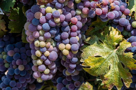Bunches of ripe black wine grapes close up among green foliage during harvest season. Israel