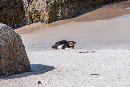 African penguin walking on the sandy beach. African penguin. Boulders colony.の写真素材