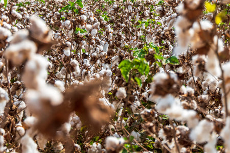 Harvesting. Fields of ripe cotton with open bolls and fluffy white cotton. Israel. Selective focusの写真素材