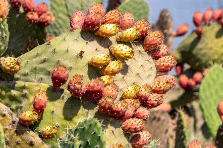 Prickly pear cactus close up with ripe prickly fruit, opuntia cactus spines. Israel