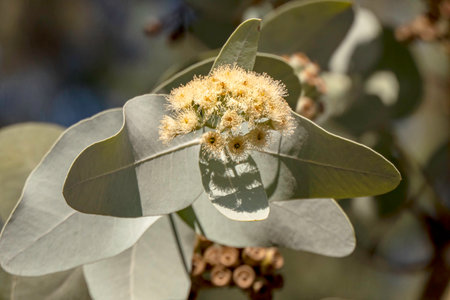 Buds and white flowers of a flowering Eucalyptus pruinosa tree close-upの写真素材