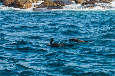 Cape fur seals resting on an island in the Indian Ocean. South Africaの写真素材