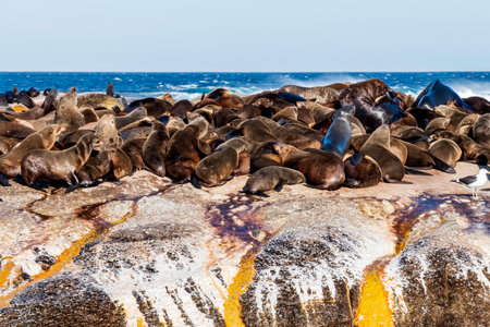 Cape fur seals resting on an island in the Indian Ocean.の写真素材
