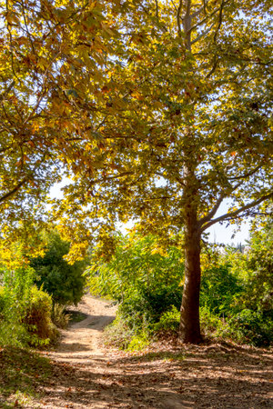 The golden foliage of the sycamore tree in the light of the sun. Autumn leaf fall in Israelの写真素材
