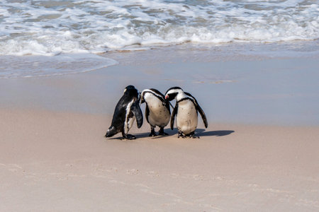 African Boulders Beach Penguin Colony. Penguins resting on the rocks and sand. Cape Town, South Africa. Black footed penguins.の写真素材