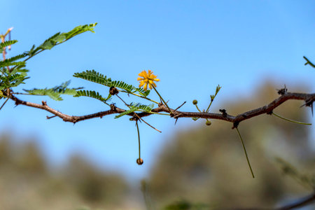 Acacia tree branches with thorns and young green leaves close-upの写真素材
