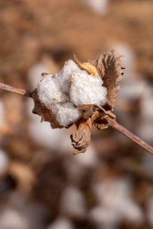 Open bolls of ripe cotton close-up on a blurred background of an agricultural field. Selective focus. Israelの写真素材