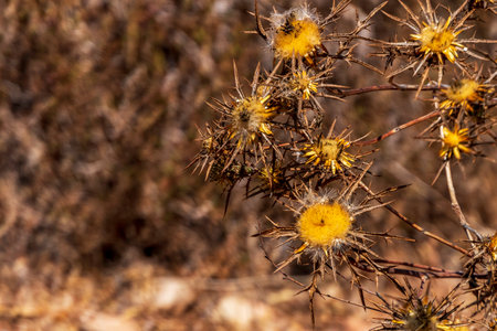 Seasonal dry flowers and grass close up on a blurred background. Selective focus.の写真素材