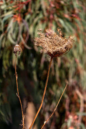 Seasonal dry flowers and grass close up on a blurred background. Selective focus.の写真素材