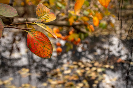 Seasonal picturesque colorful autumn leaves of persimmon tree close up.
