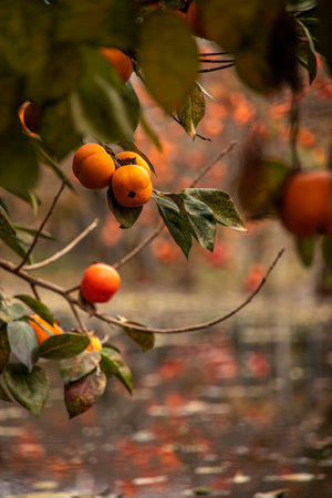Reflection in the water of the ripe fruits of the persimmon tree. Israelの写真素材