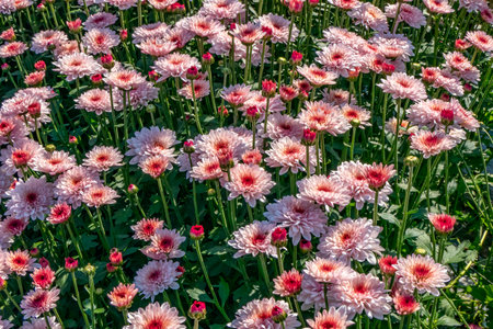 Pink flowers of garden cultivated chrysanthemums close up. Selective focus.の写真素材