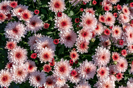 Pink flowers of garden cultivated chrysanthemums close up. Selective focus.