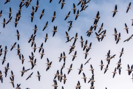 A flock of a large white African pelican circles in the blue sky in Israel during seasonal migrationの写真素材