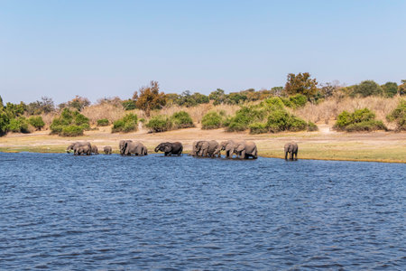 A group of African elephants at a watering hole on the Chobe River.の写真素材
