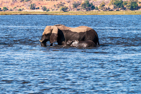 Family of African elephants drinking at a waterhole in Chobe national park. Botswana, Africa.の写真素材