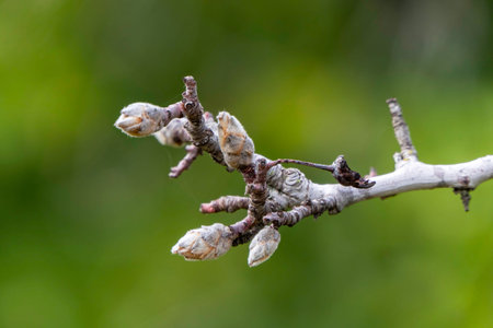 Flower and buds of the almond tree close up among the branches on a blurred background
