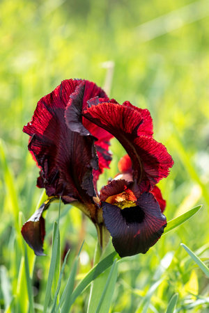 Purple iris flower close-up on a blurred green grass backgroundの写真素材