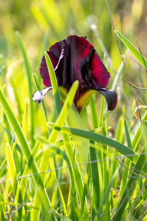 Purple iris flower close-up on a blurred green grass backgroundの写真素材