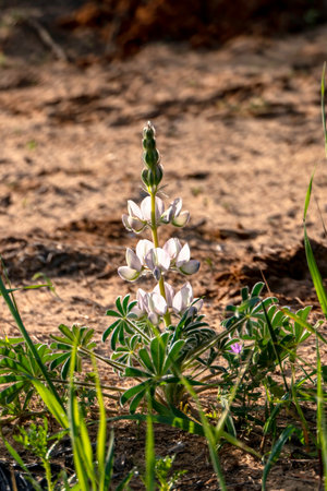 Wild blooming pink lupins close up in the morning sun. Israelの写真素材