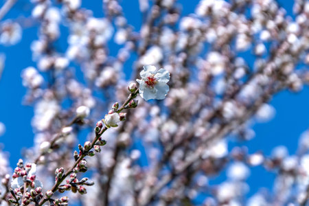 Almond tree flowers close-up against a blue sky. Israelの写真素材