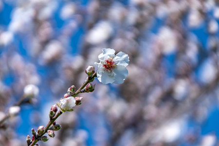 Almond tree flowers close-up against a blue sky. Israelの写真素材