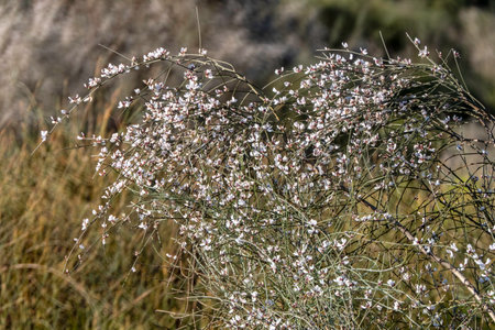 White flowers of blooming Retama bushes. Springtime. Israelの写真素材