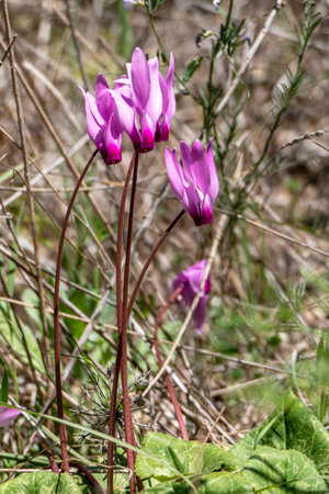 Pink flowers of blooming cyclamens among green grass close up. Israelの写真素材