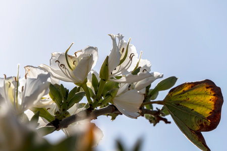 White flowers of the Bauhinia tree close up. Blooming orchid tree in the sunの写真素材