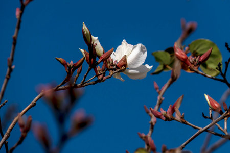 White flowers of the Bauhinia tree close up. Blooming orchid tree in the sunの写真素材