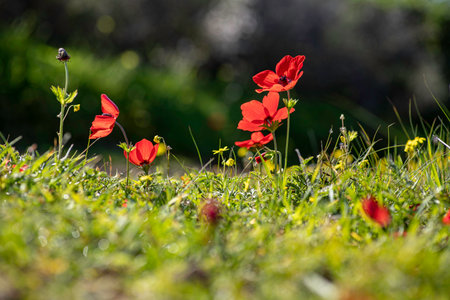 Blooming wild red anemones among green grass and yellow flowers on a blurred backgroundの写真素材