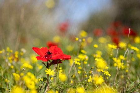 Blooming wild red anemones among green grass and yellow flowers on a blurred backgroundの写真素材