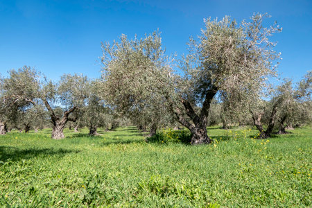 Orchard of olive trees against the blue sky and colorful flowers between them. Israelの写真素材