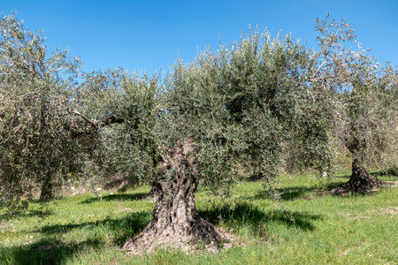 Orchard of olive trees against the blue sky and colorful flowers between them. Israelの写真素材